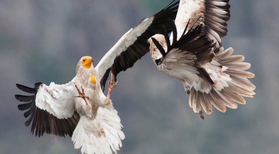 Monitor and guard Egyptian Vulture nests to help save the species