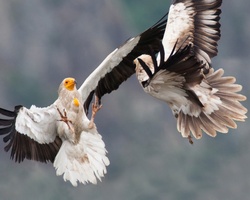Monitor and guard Egyptian Vulture nests to help save the species
