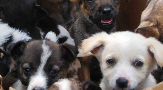 Разходи и погали кучетата от Общинския приют в Шумен