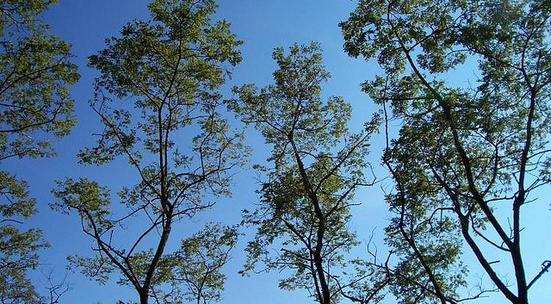 Участвай в залесяване и засаждане на 1000 акациеви дървета