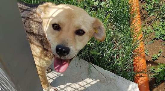 Стани временен приемен стопанин на кученце от приюта в Разград