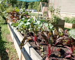 Участвай в създаването на градина за градско земеделие за хора с интелектуални затруднения