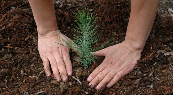 Засади дръвчета в Еленския Балкан