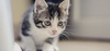 Грижи се за котета в Спасителната къщурка в Бургас или стани приемен стопанин