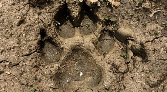 Помогни на WWF да проучи ефективността на „тунела за мечки“ между България и Гърция край ГКПП „Илинден“
