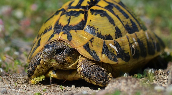 Укрепи оградата на Центъра за костенурки в Драгоман