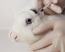 Събирай подписи в подкрепа на кампания против експерименти върху животни