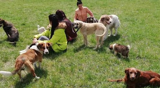 Разходи кучетата от общинския приют в Перник