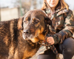 Разходи кучетата от новия приют край Костинброд