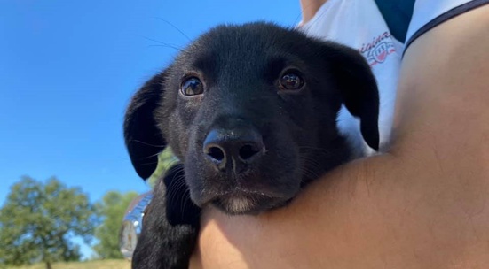 Foster a homeless puppy for a little while until adopters are found 