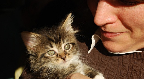 Помагай с транспорт или намиране на осиновители за котетата от iCat Rescue
