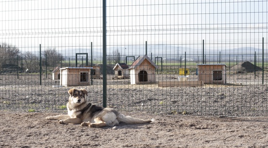 Donate food and supplies to a shelter for rescued dogs