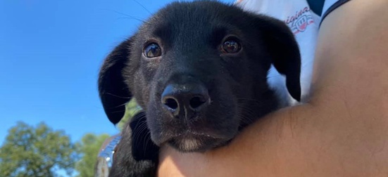 Foster a homeless puppy for a little while until adopters are found 