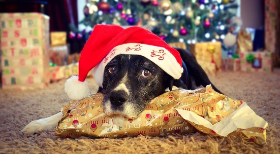 Стани "Tаен Дядо Коледа" за коте или куче без дом