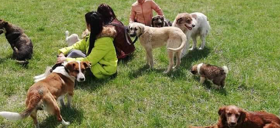 Разходи кучетата от общинския приют в Перник