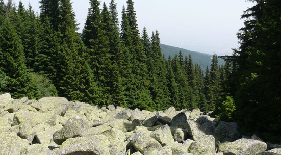 Collect trash and paint benches along a hiking trail on Vitosha 