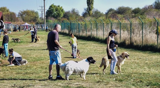 Walk a dog from the 1500 Dog Gang in the municpal shelter near Sofia