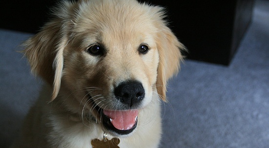 Become a foster carer to a guide dog