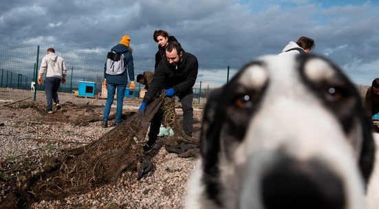 Help build the largest open shelter for dogs on the Balkans