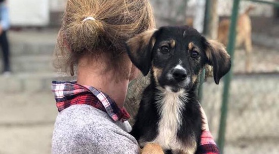 Volunteer at the puppy shelter in Slatina