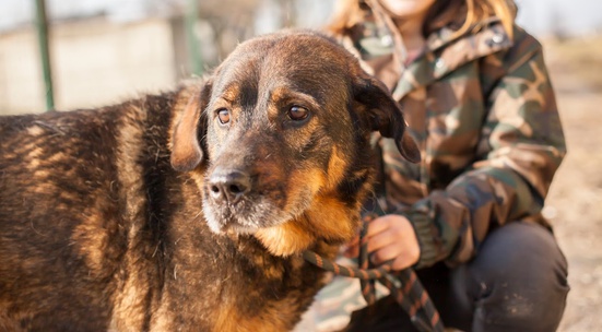 Разходи кучетата от приюта на Every Dog Matters край Костинброд