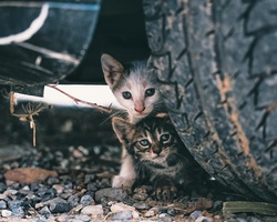 Включи се в изследване на популацията на бездомните котки в София 