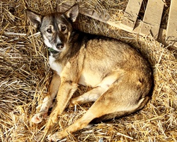 Дари дървени палети и слама на приюта Every Dog Matters EU в Костинброд