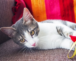 Foster a homeless cat or dog in Sofia 