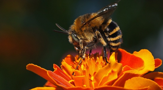 Помогни за измазването с глина на образователен център за проблемите на пчелите