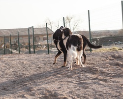 Help build the largest open shelter for dogs on the Balkans